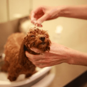 A dog being washed with shampoo