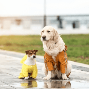 A large and small dog wearing dog coats