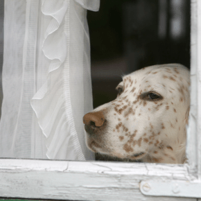 White and brown spotted dog looking out a window