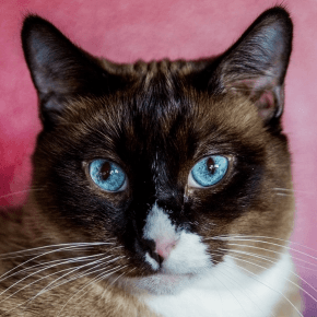 Cat with blue eyes