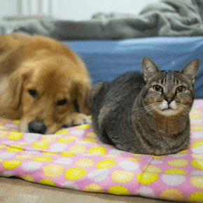 A cat and a dog sitting and lying down on a purple patterned blanket by a bed.