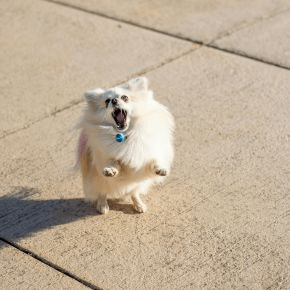 A small dog jumping on a pavement