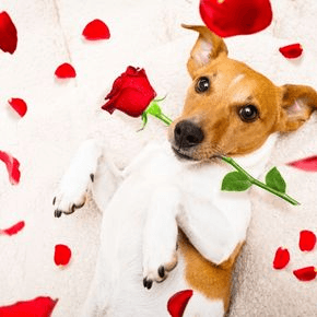 A dog lays amongst rose petals with a rose in their mouth