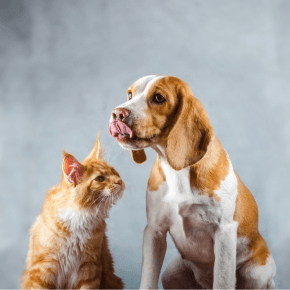 Dog licking their lips as cat looks towards them