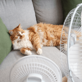 orange cat lying on a sofa in front of two fans