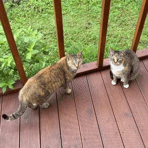 Two cats on outdoor decking next to some grass