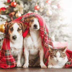 Two dogs and a cat under a tartan blanket in front of a Christmas tree