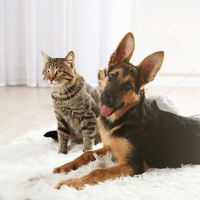 Cat and dog sat on a rug