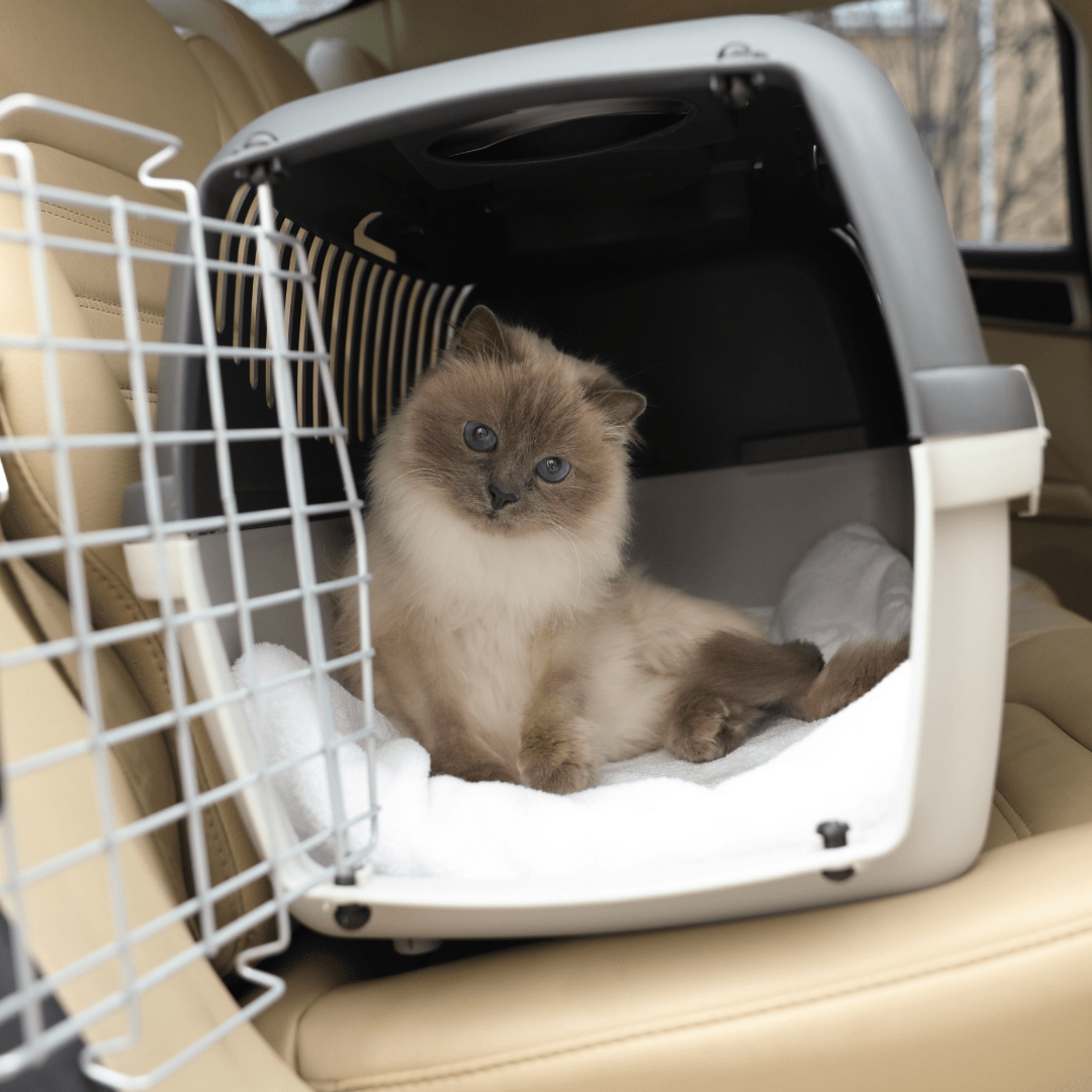 A cat sitting in an open cat carrier in a car seat