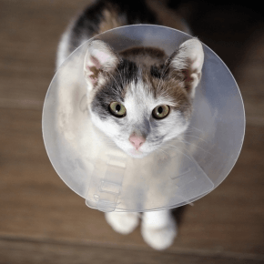 Cat wearing a plastic vet collar